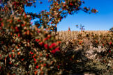 Kühlungsborner Herbst
