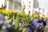 TSK Frühling